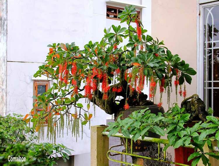 tác dụng của cây lộc vừng