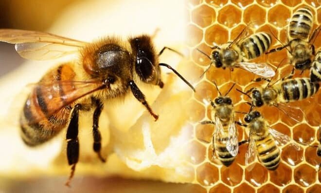 Ong mật làm tổ trong nhà tốt hay xấu?