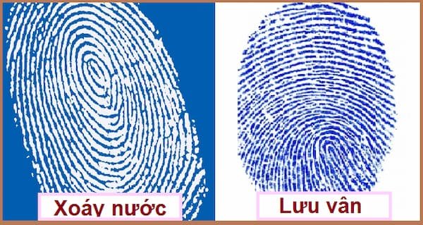 Hoa tay là gì? Bao nhiêu hoa tay thì tốt? Số hoa tay nói lên điều gì? 7 Hoa-tay-là gì-bao-nhiêu-hoa-tay-thì-tốt-Số-hoa-tay-nói-lên-điều-gì-img1