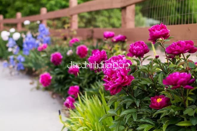 Cách sử dụng hoa mẫu đơn trong phong thủy 8 Hoa mẫu đơn trong phong thủy có ý nghĩa gì? Ảnh 4